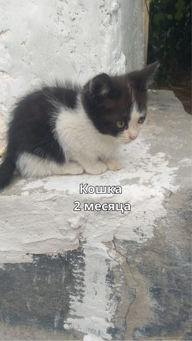 Отдам котят бесплатно