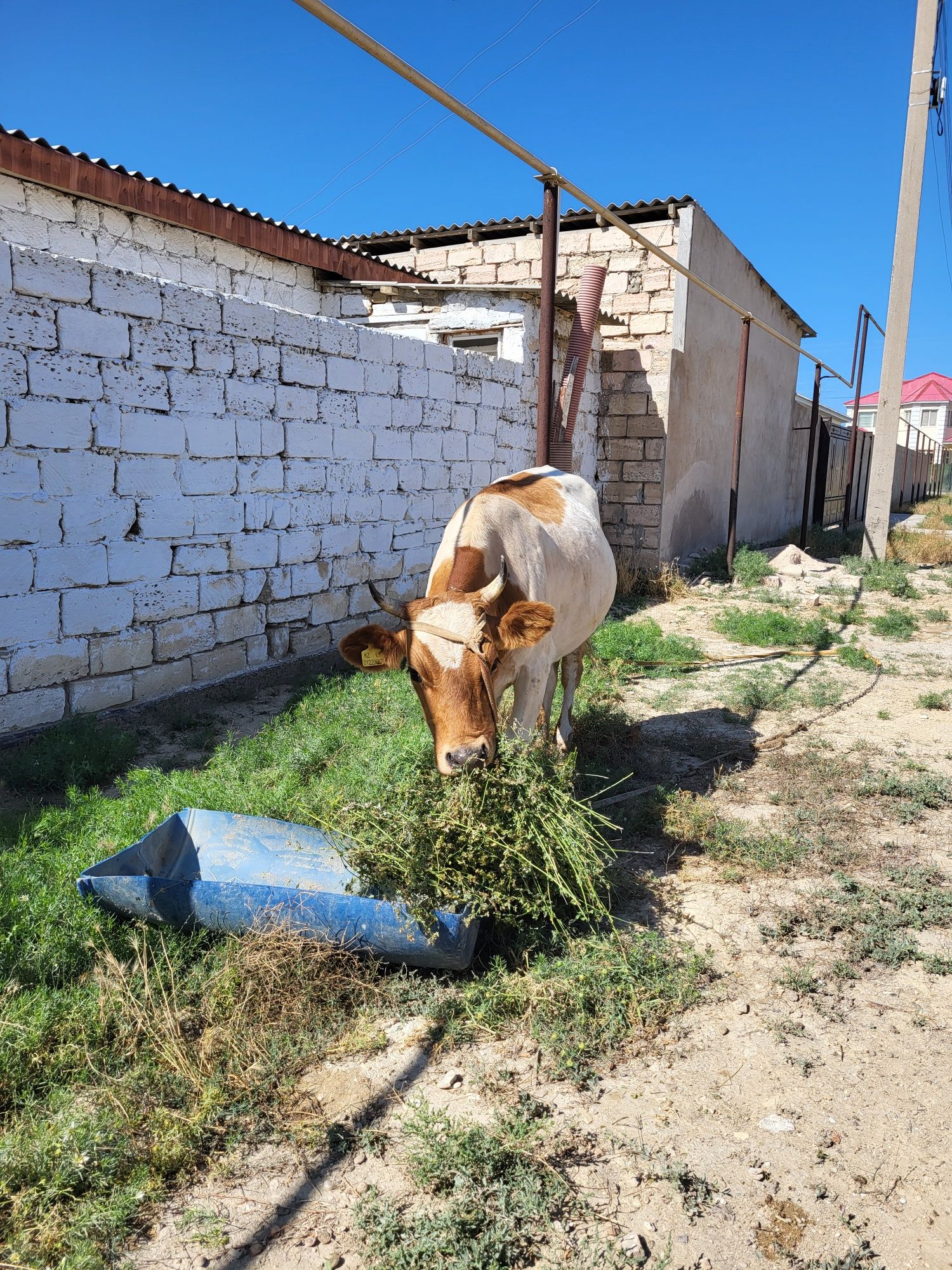 Сауын сиыр сатылады
