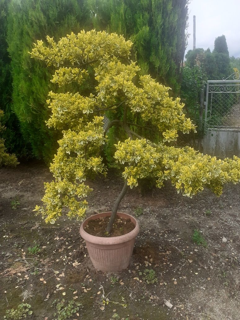 Bonsai Evonimus fortunei 1.5 m inaltime , colectie personala .