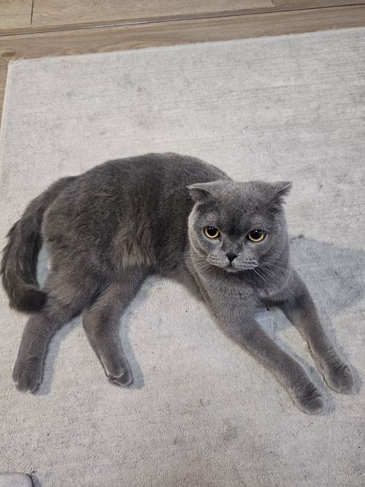 Шотландский вислоухий