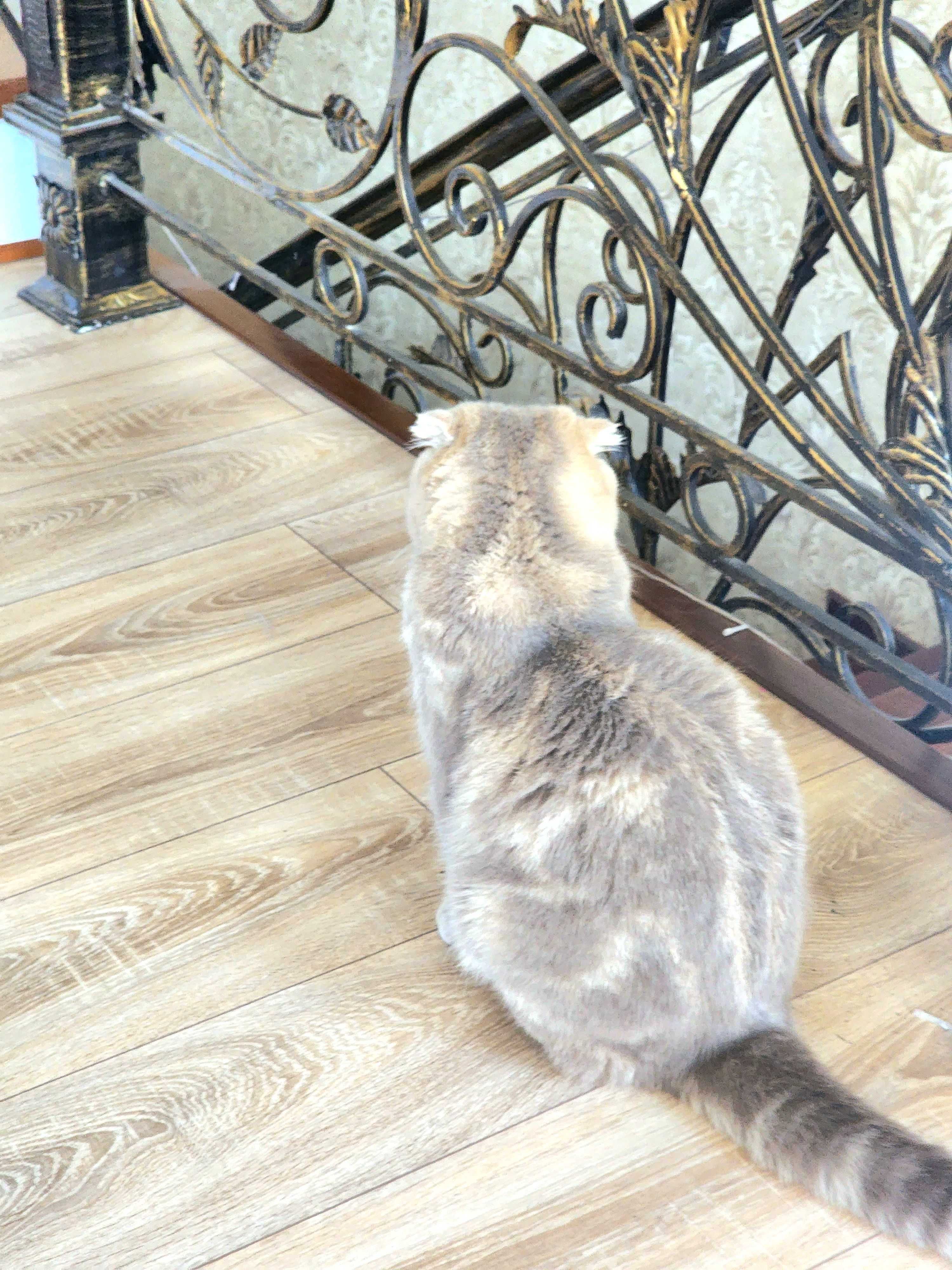 Noyob rangli, toza zotli  Scottish fold mushugi sotuvda!