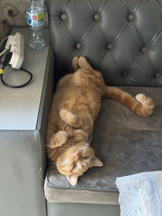 Кошка скотиш страйт