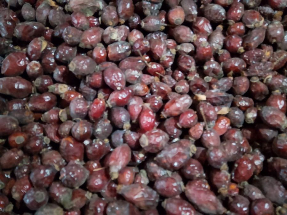 Шиповник шиповник