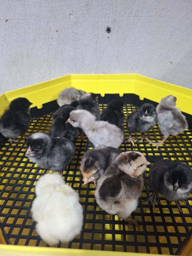 Pui araucana negru albastru
