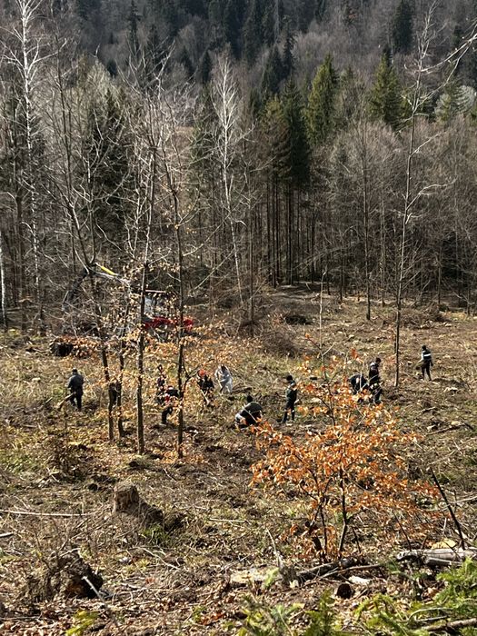 Puieți direct de la producător 100%