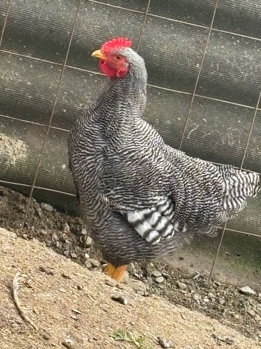 Cocoși plimouth rasă pură