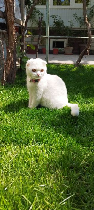 Shatlandkiy Skotish fold