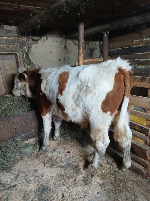 De vînzare taur și vitică