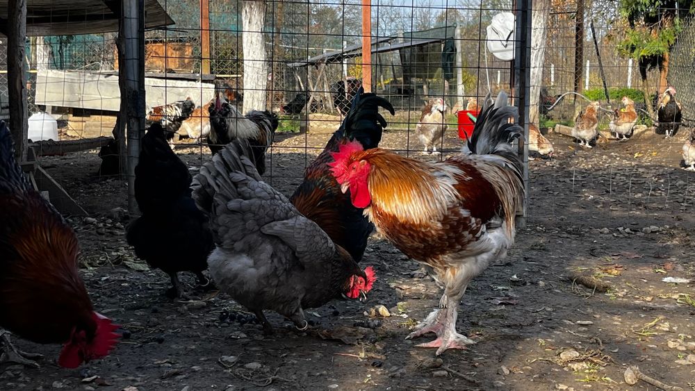 Marans oua de incubat