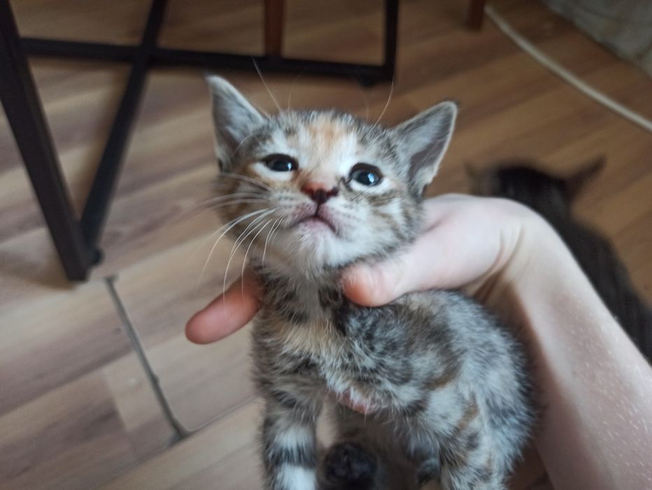 Котята 2 мальчика 2 девочки