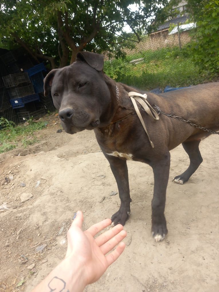 Mascul amstaff 8 luni