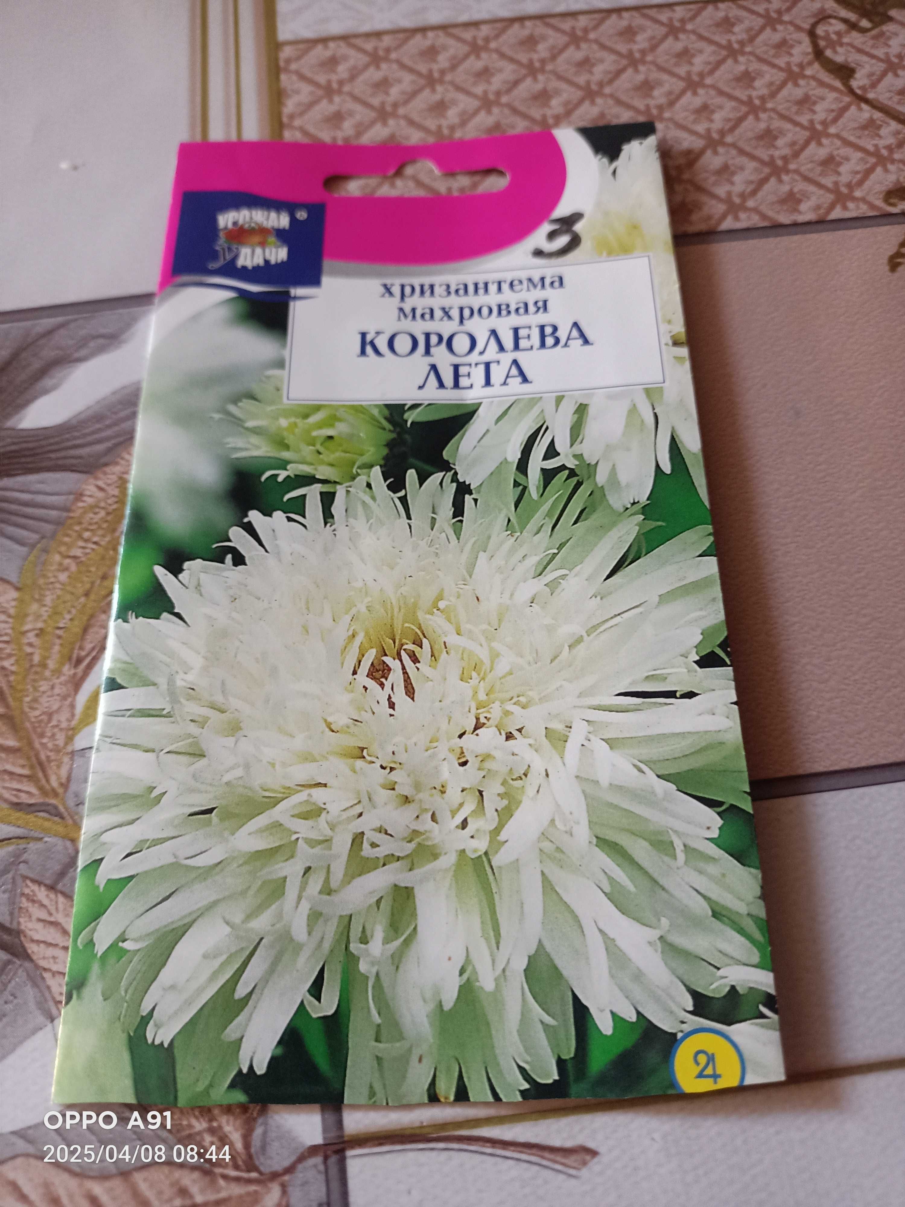 Аюга (Живучка)садовое