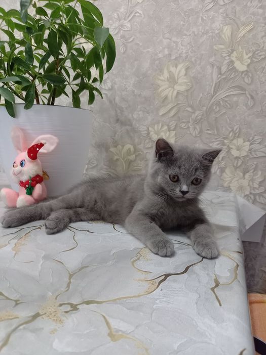 Продаются котята британской породы