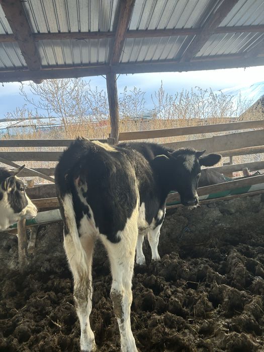 Vand vitei mai multe detali la numarul de telefon