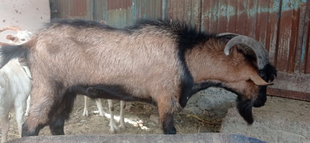 Альпи француз теке