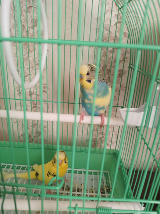 Vând peruși culori rare