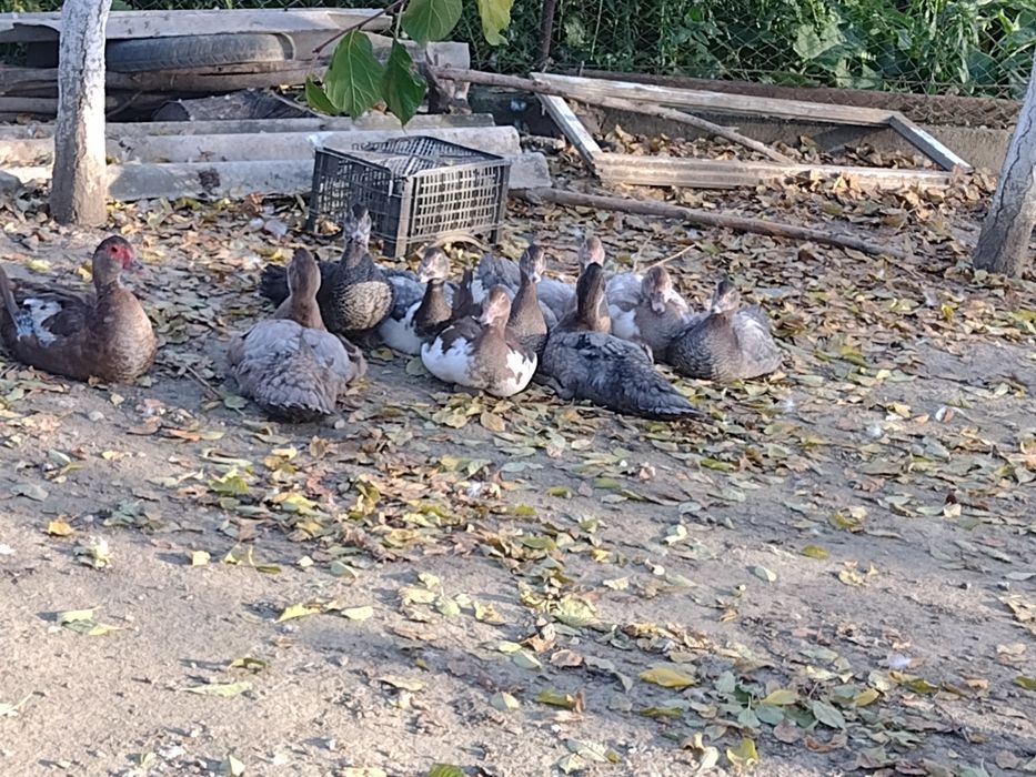 Vind rațe marele albastru și ciocolatiu