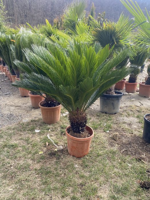Palmieri cycas/ fenix/yuca/