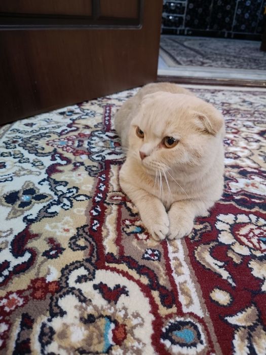 Шотландская вислоухая