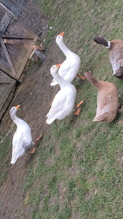 Disponibile 3 gâște