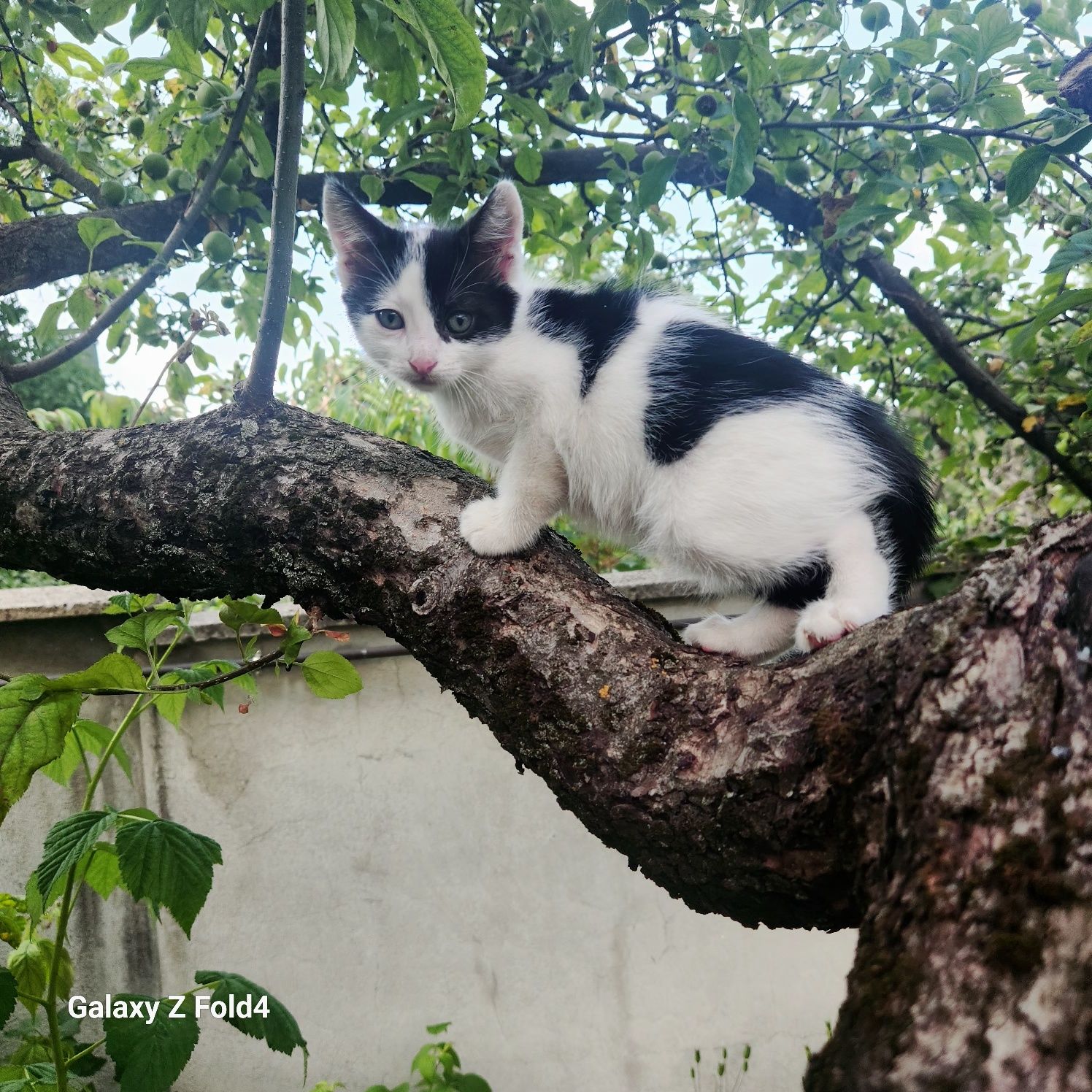 Подарявам сладки котенца