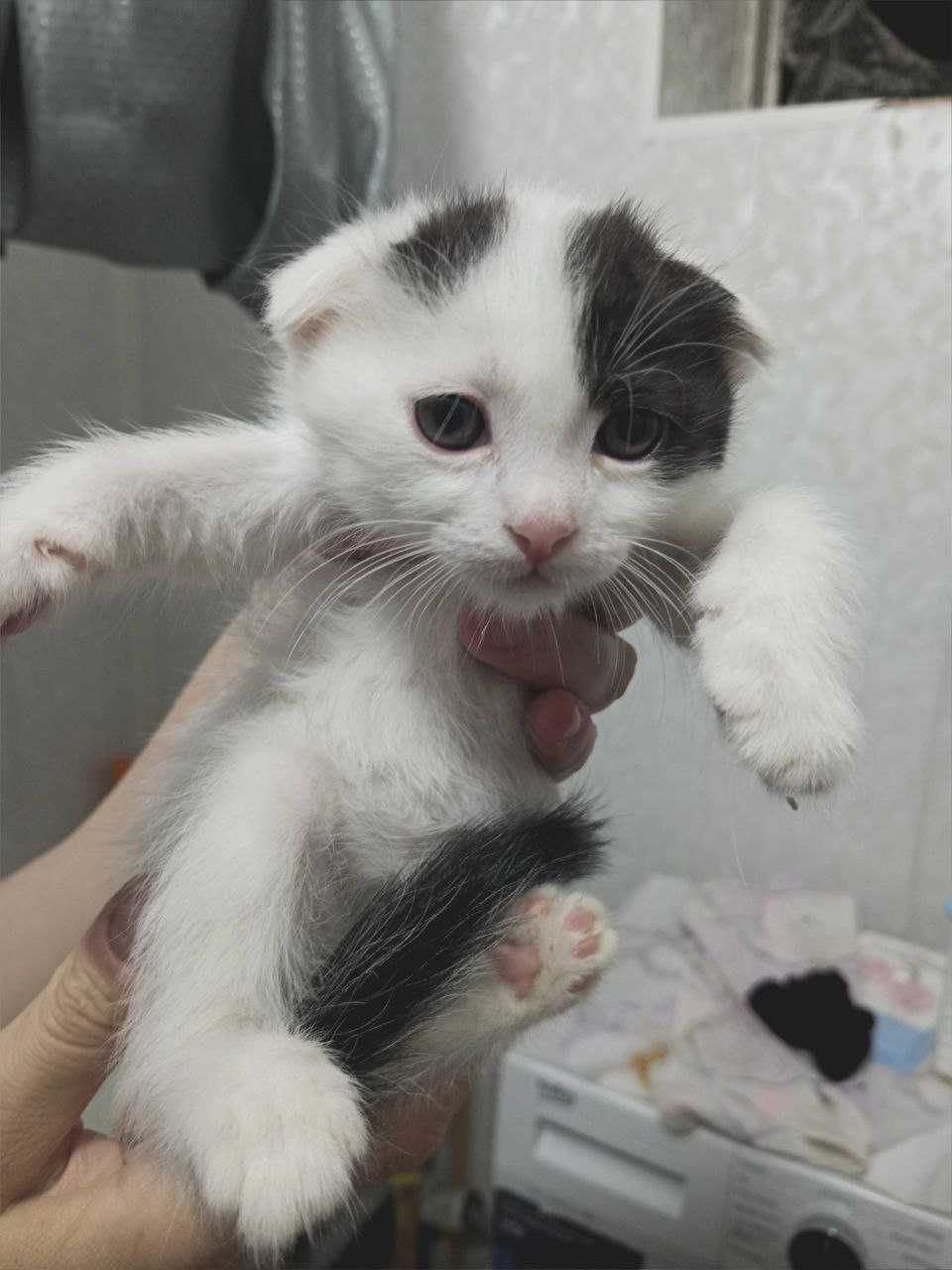 Продается 3 котенка