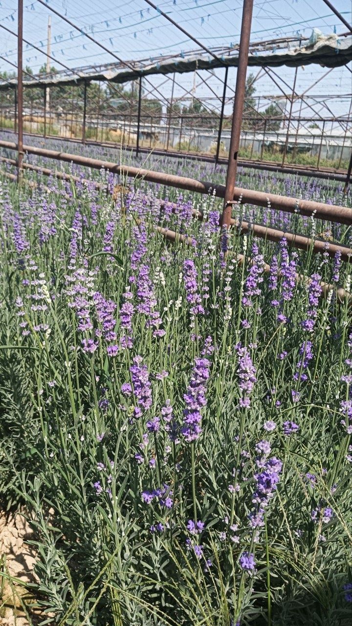 Tabiat go‘zalligi lavanda