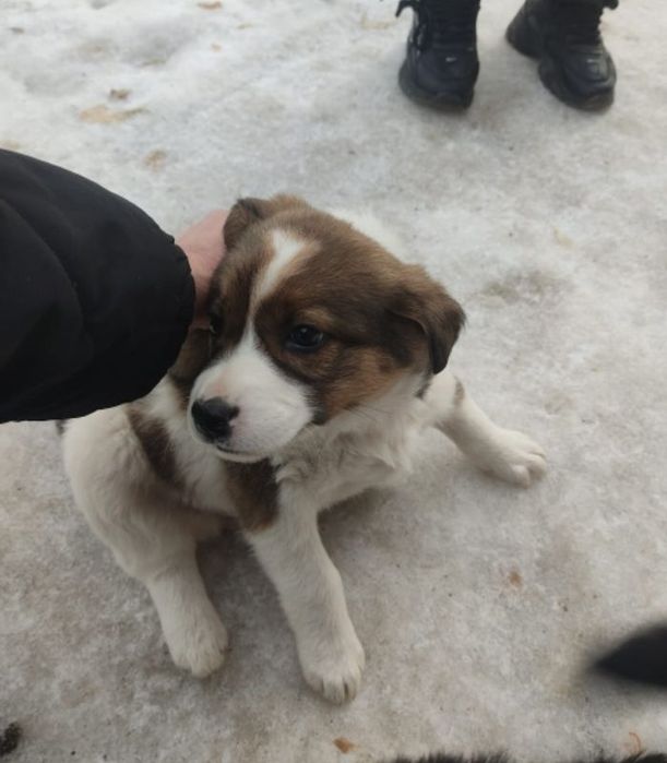 Отдам щенков в хорошие руки.