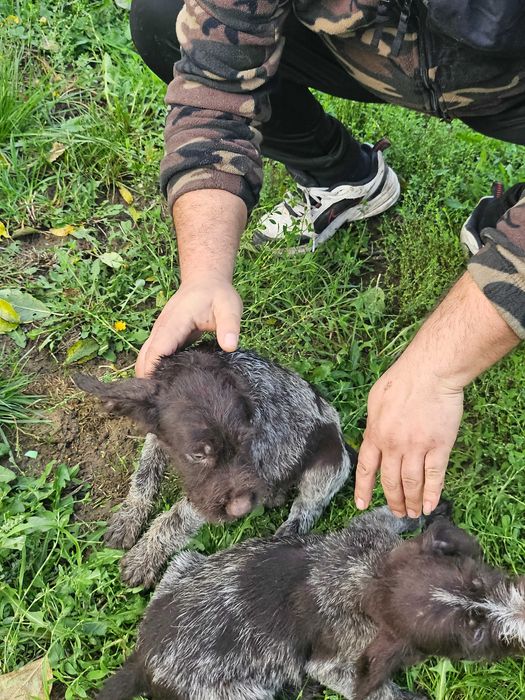 Свободни кученца!!!