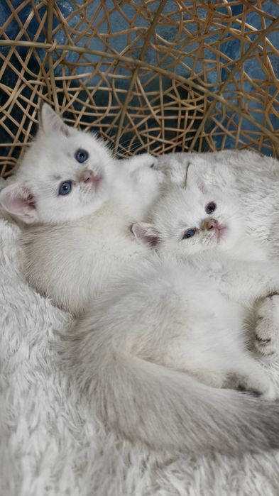 Продаются чистокровные шотландские котята