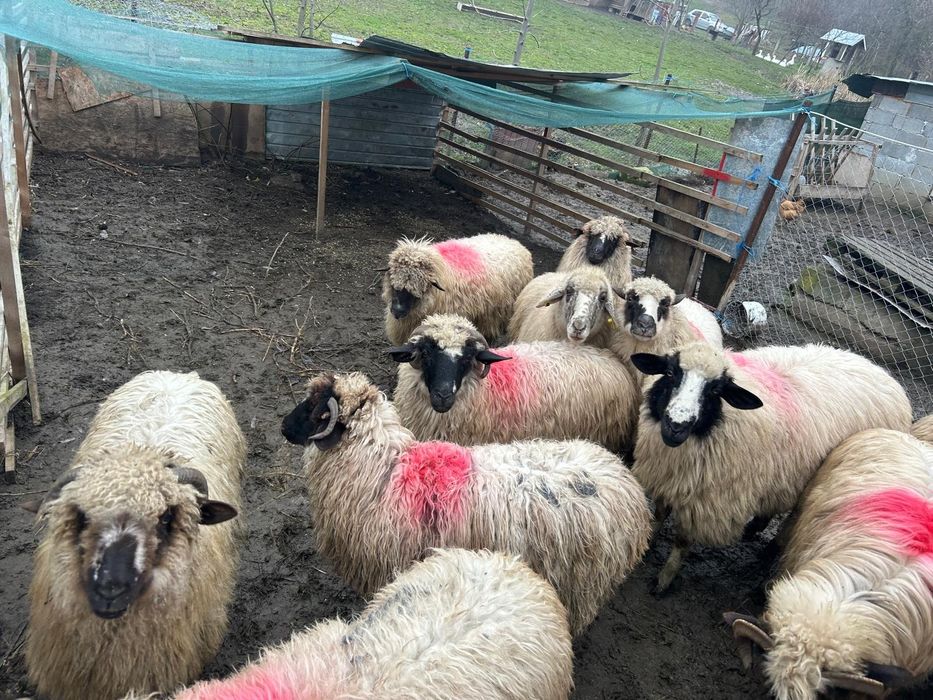 Oi țurcane tinere talie mare! Preț doar AZI urgent!