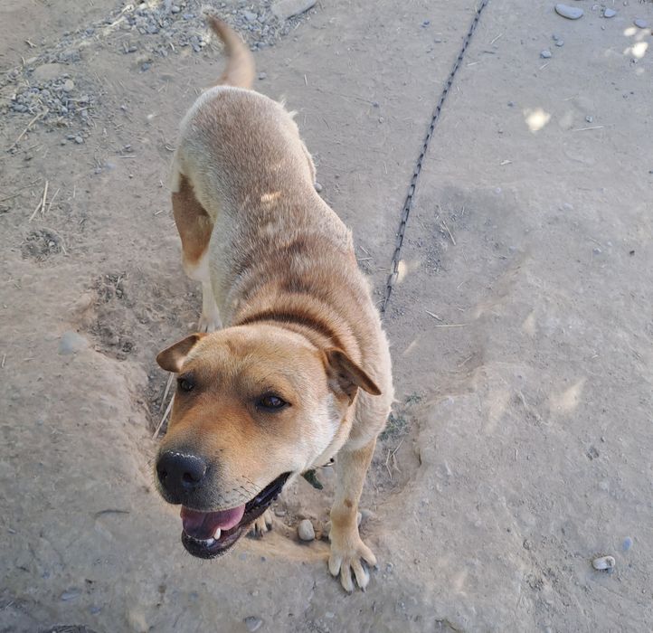 Отдам собаку добрые руки, порода Шарпей