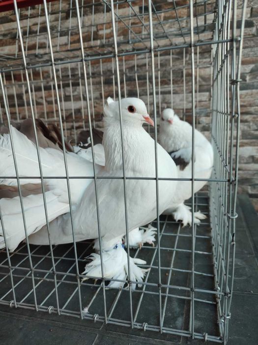 Porumbei voltati indieni