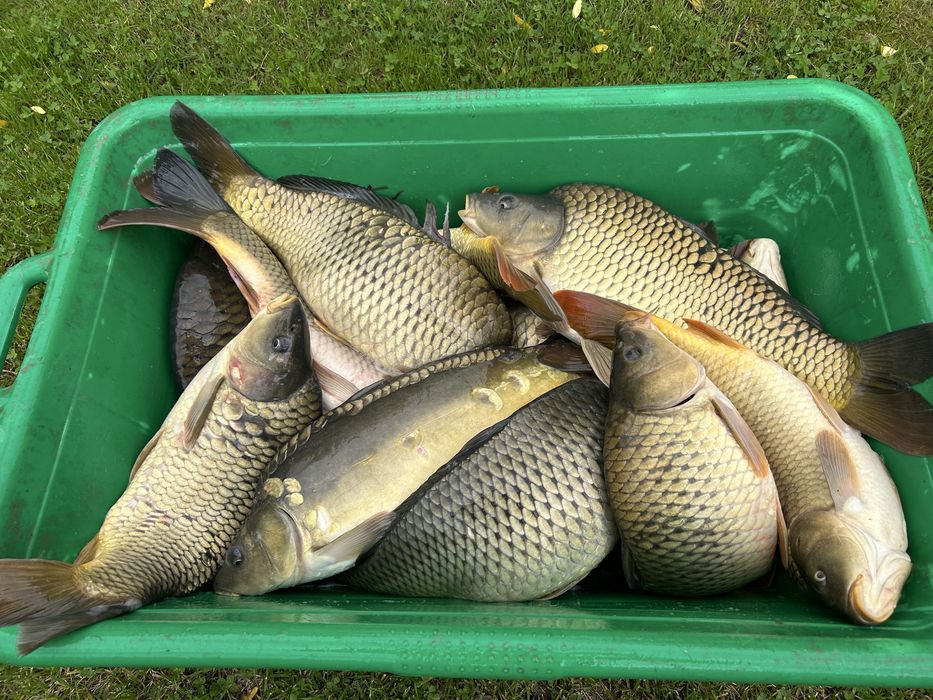 Crap de populat/consum.