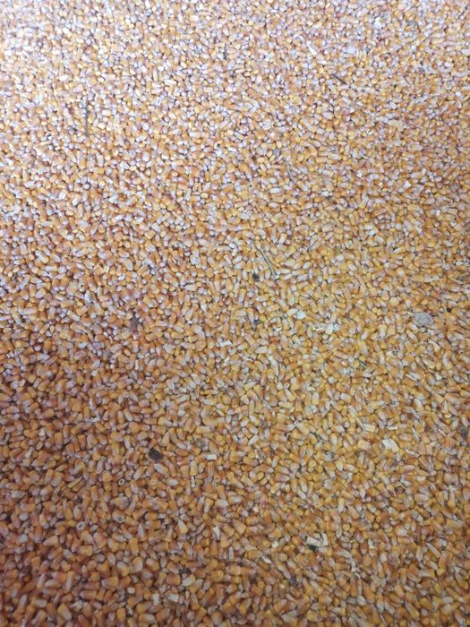 Vand porumb si amestec  cereale 2025