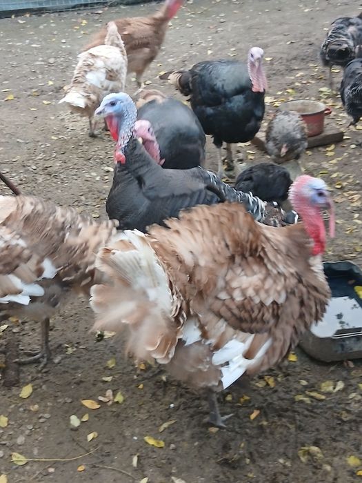 Se vând curcani mari