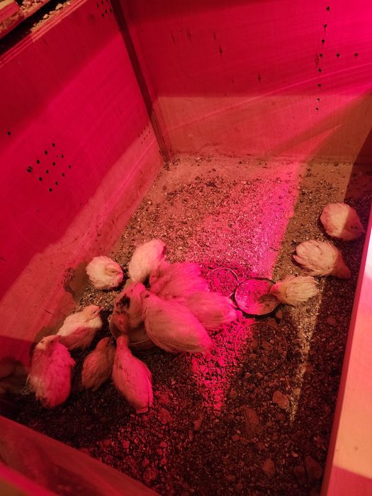 Продам птенцов перепелки