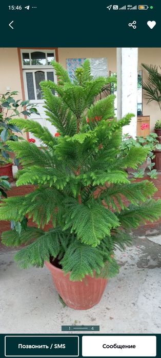 Arakuya archasi sotiladi