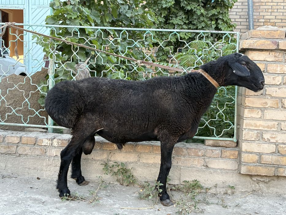 Кучкор сотилади