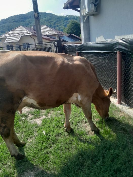 Juninca la prima fătare.