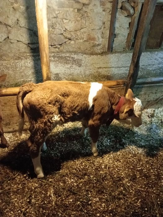 Vițel 3 săpt și vițea 2 săpt