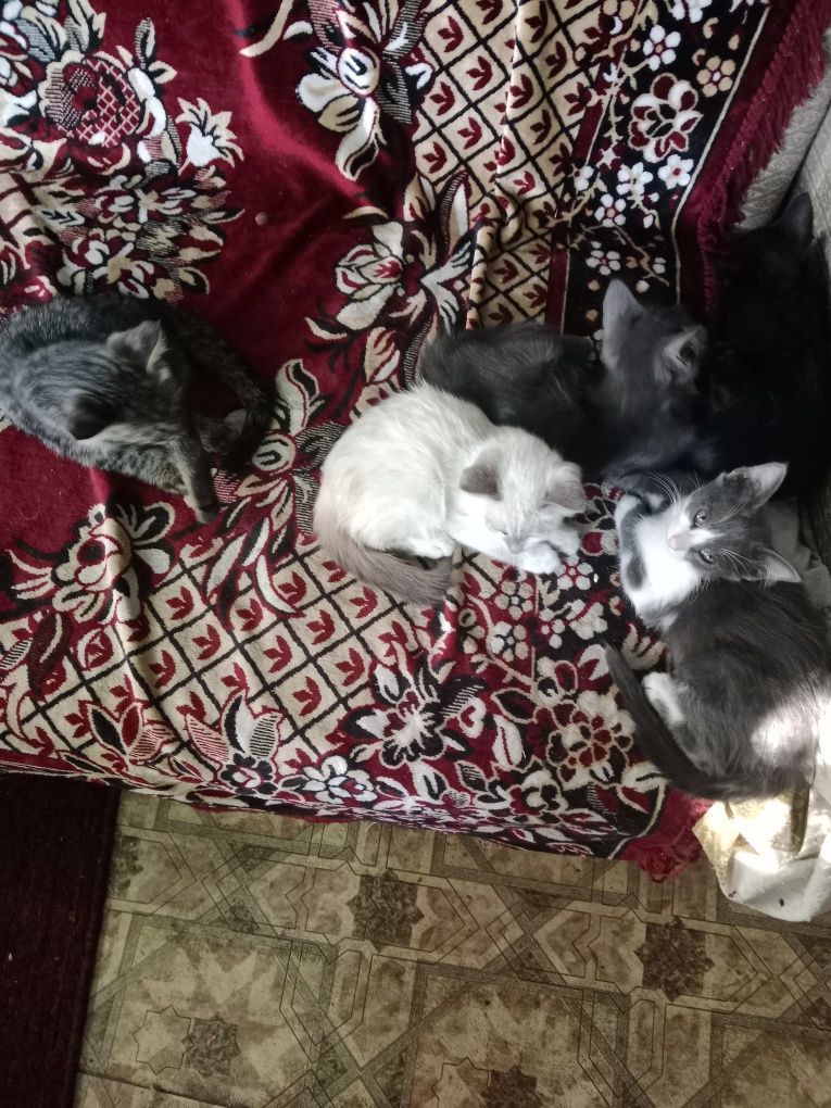 Котята отдам даром