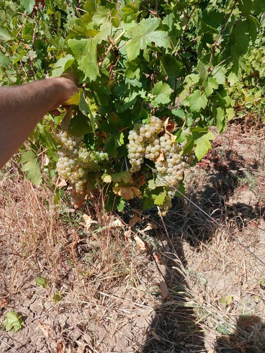 Struguri de vin producție 2025