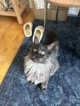 Maine Coon baiat