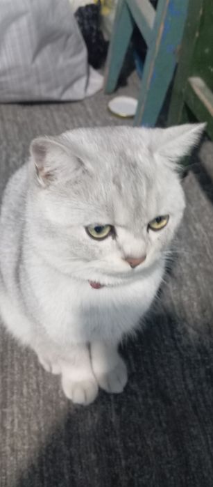 Британский шиншила