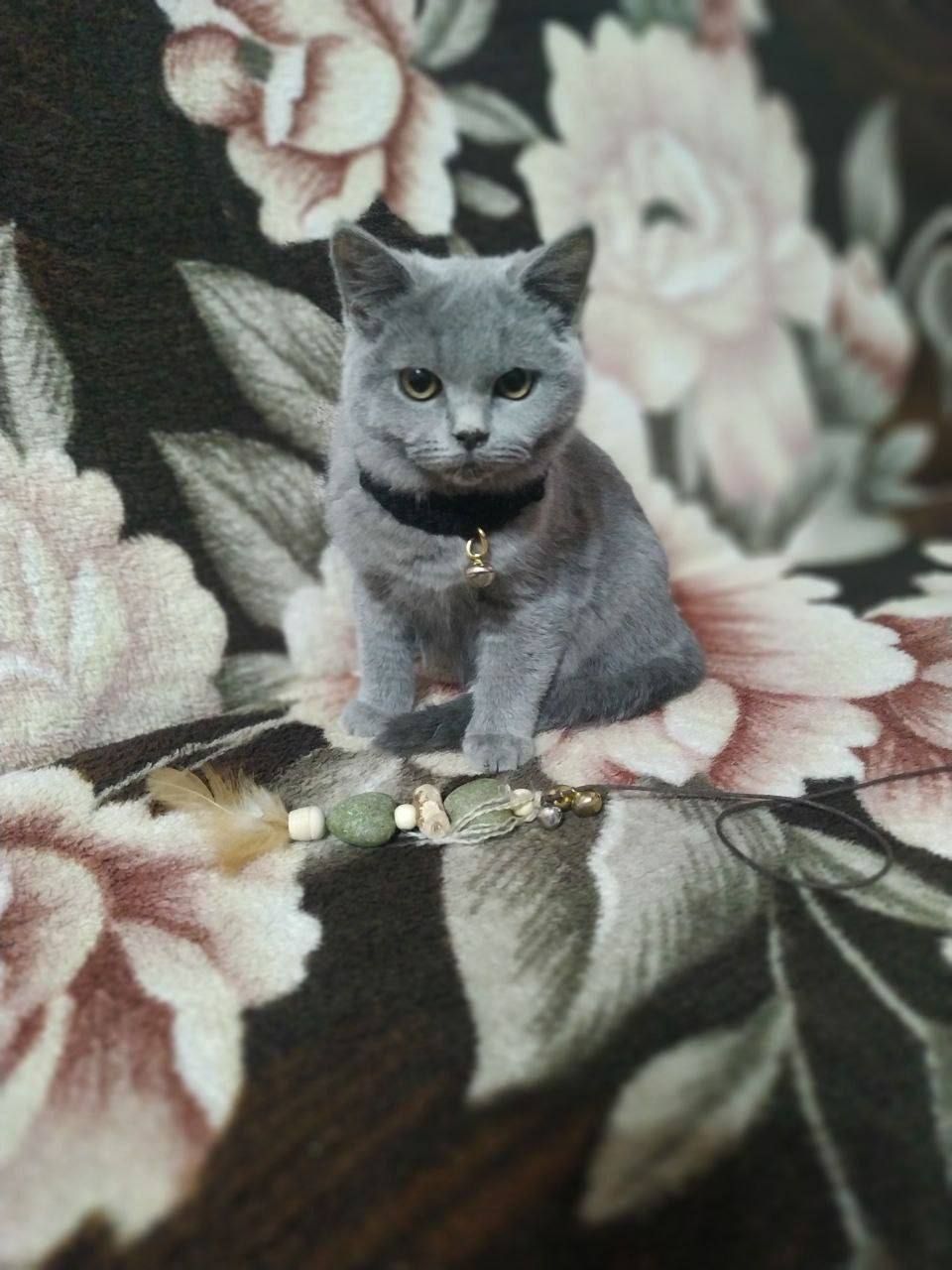 Mushuk sotiladi.