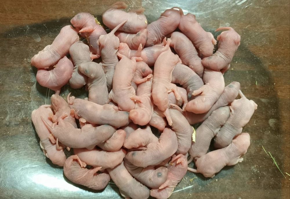 Крысята голыши кормовые