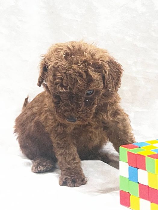 Той пудель.мальчик