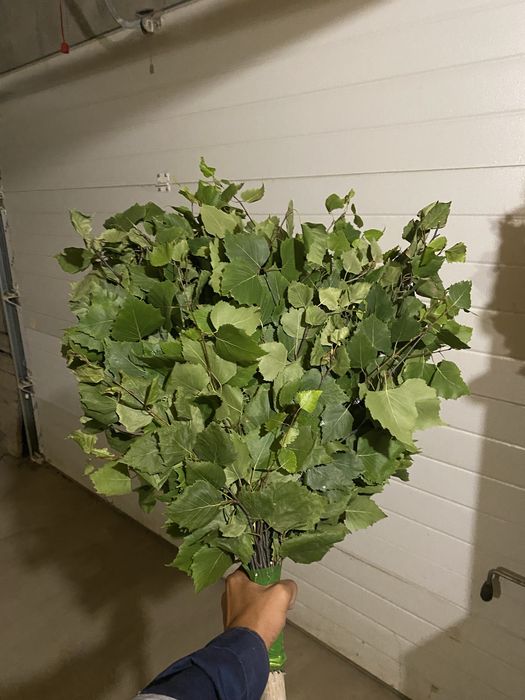 Продам свежие берёзовые веники