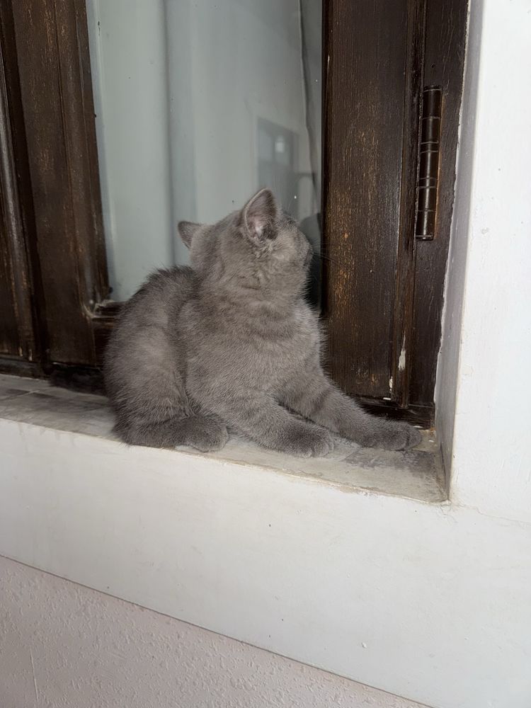 котенок скотиш страйт